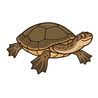 Illustration of a African Sideneck Turtle
