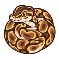 Illustration of a Ball Python