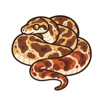 Illustration of a Boa Constrictor