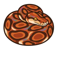 Illustration of a Brazilian Rainbow Boa