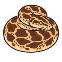 Illustration of a Bull Snake
