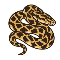 Illustration of a Carpet Python