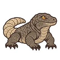 Illustration of a Common Chuckwalla
