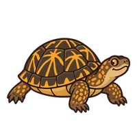 Illustration of a Eastern Box Turtle