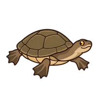 Illustration of a Eastern Mud Turtle