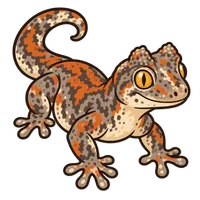 Illustration of a Gargoyle Gecko