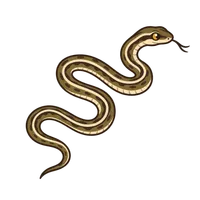 Illustration of a Garter Snake