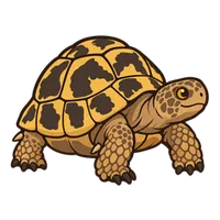 Illustration of a Greek Tortoise
