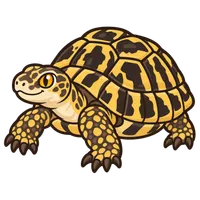 Illustration of a Hermann's Tortoise