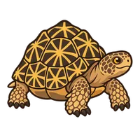 Illustration of a Indian Star Tortoise