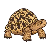 Illustration of a Leopard Tortoise