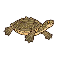 Illustration of a Northern Map Turtle