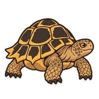 Illustration of a Marginated Tortoise