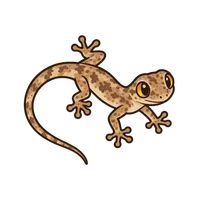 Illustration of a Mourning Gecko