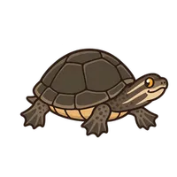 Illustration of a Common Musk Turtle