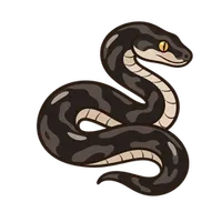 Illustration of a Rat Snake