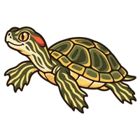 Illustration of a Red-Eared Slider