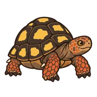 Illustration of a Red-Footed Tortoise