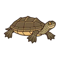 Illustration of a Reeves' Turtle