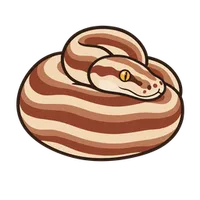 Illustration of a Rosy Boa