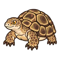 Illustration of a Russian Tortoise