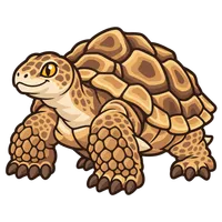 Illustration of a Sulcata Tortoise