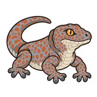 Illustration of a Tokay Gecko